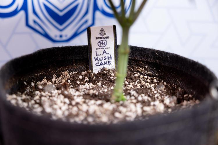 L.A. Kush Cake #3 - Zamnesia x B&B. Week 4 - LA Kush Cake #3 - Veg - Topping