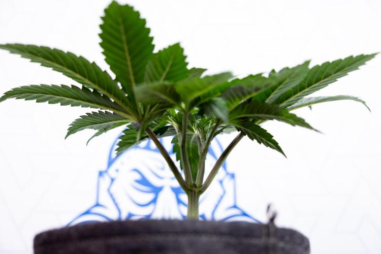 L.A. Kush Cake #3 - Zamnesia x B&B. Week 4 - LA Kush Cake #3 - Veg - Topping