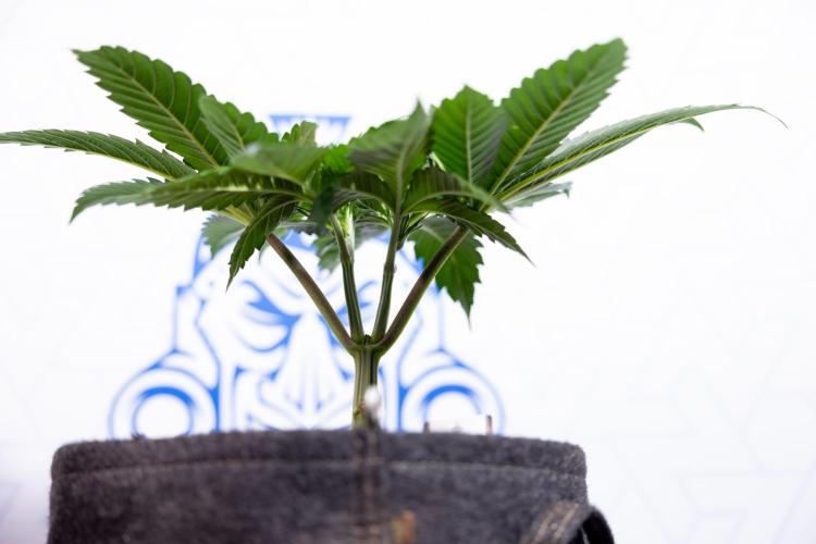 L.A. Kush Cake #3 - Zamnesia x B&B. Week 4 - LA Kush Cake #3 - Veg - Topping