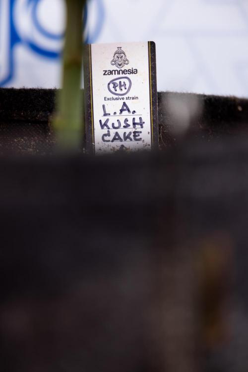 L.A. Kush Cake #3 - Zamnesia x B&B. Week 4 - LA Kush Cake #3 - Veg - Topping