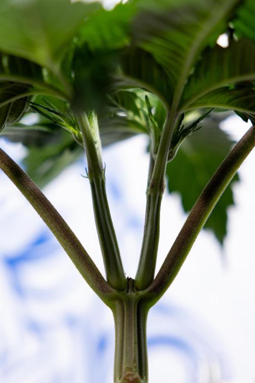 L.A. Kush Cake #3 - Zamnesia x B&B. Week 4 - LA Kush Cake #3 - Veg - Topping