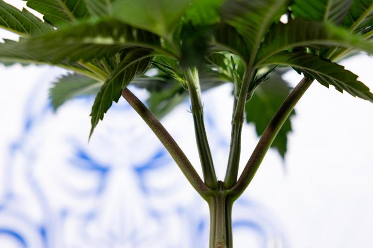 L.A. Kush Cake #3 - Zamnesia x B&B. Week 4 - LA Kush Cake #3 - Veg - Topping