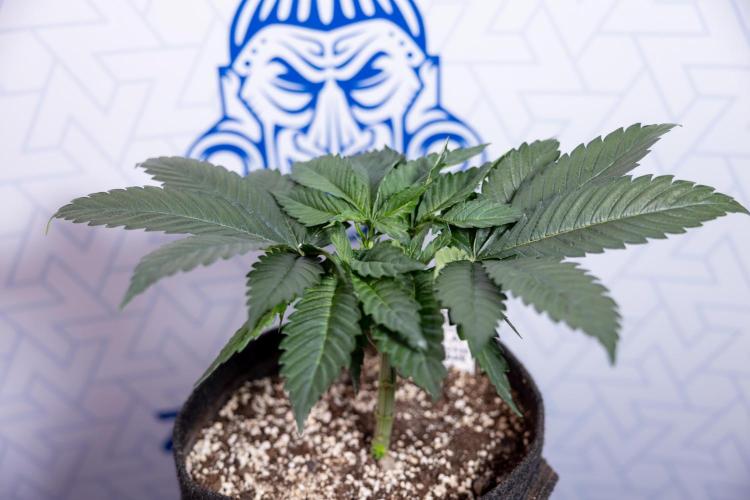 L.A. Kush Cake #3 - Zamnesia x B&B. Week 4 - LA Kush Cake #3 - Veg - Topping