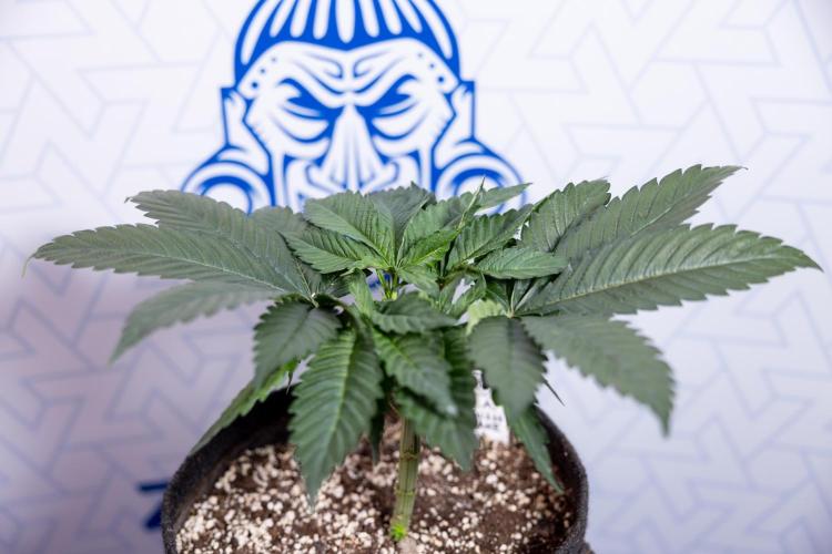 L.A. Kush Cake #3 - Zamnesia x B&B. Week 4 - LA Kush Cake #3 - Veg - Topping