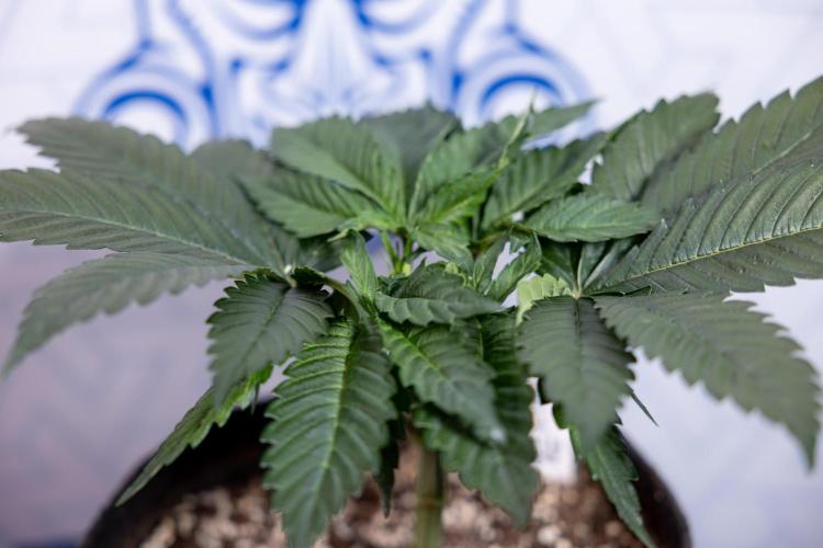 L.A. Kush Cake #3 - Zamnesia x B&B. Week 4 - LA Kush Cake #3 - Veg - Topping