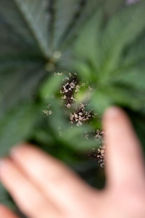 L.A. Kush Cake #3 - Zamnesia x B&B. Week 4 - LA Kush Cake #3 - Veg - Topping