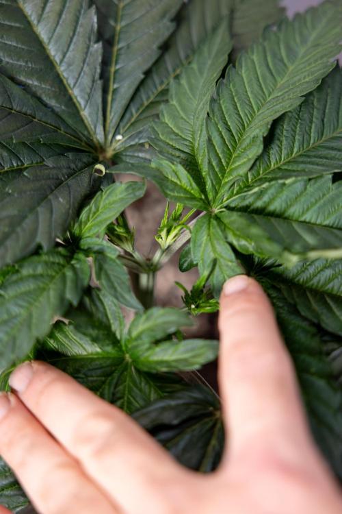 L.A. Kush Cake #3 - Zamnesia x B&B. Week 4 - LA Kush Cake #3 - Veg - Topping