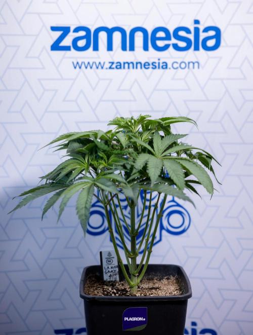 L.A. KUSH Cake #2 - Zamnesia x B&B. Week 4 - LA Kush Cake #2 - Just Fimming