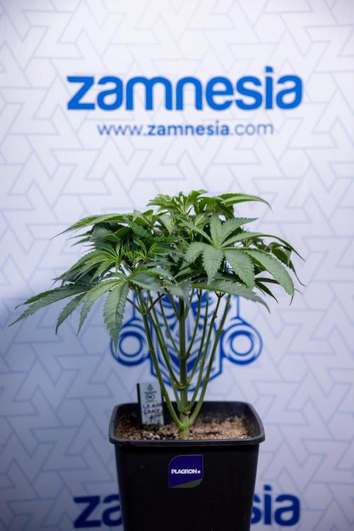 L.A. KUSH Cake #2 - Zamnesia x B&B. Week 4 - LA Kush Cake #2 - Just Fimming