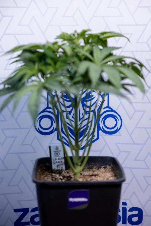 L.A. KUSH Cake #2 - Zamnesia x B&B. Week 4 - LA Kush Cake #2 - Just Fimming