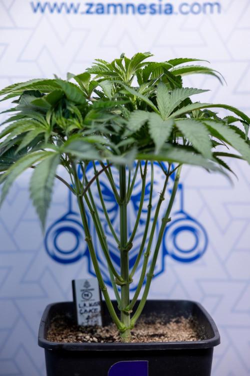 L.A. KUSH Cake #2 - Zamnesia x B&B. Week 4 - LA Kush Cake #2 - Just Fimming