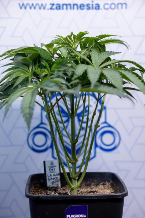 L.A. KUSH Cake #2 - Zamnesia x B&B. Week 4 - LA Kush Cake #2 - Just Fimming
