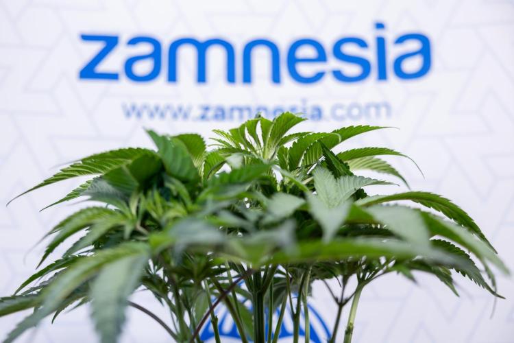 L.A. KUSH Cake #2 - Zamnesia x B&B. Week 4 - LA Kush Cake #2 - Just Fimming