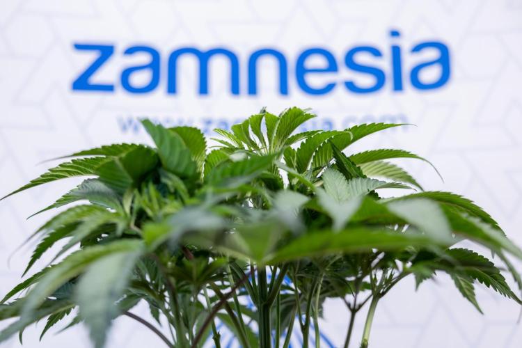 L.A. KUSH Cake #2 - Zamnesia x B&B. Week 4 - LA Kush Cake #2 - Just Fimming