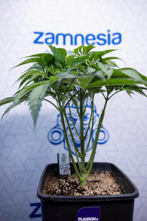 L.A. KUSH Cake #2 - Zamnesia x B&B. Week 4 - LA Kush Cake #2 - Just Fimming