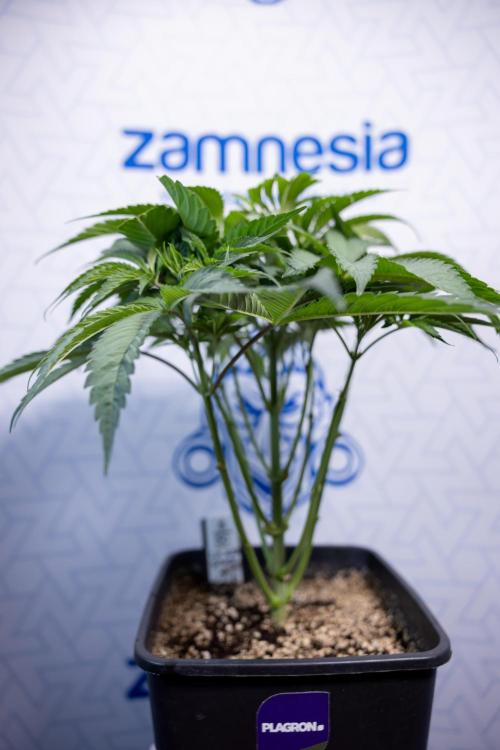 L.A. KUSH Cake #2 - Zamnesia x B&B. Week 4 - LA Kush Cake #2 - Just Fimming