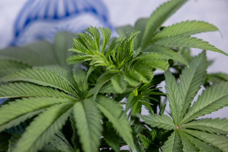 L.A. KUSH Cake #2 - Zamnesia x B&B. Week 4 - LA Kush Cake #2 - Just Fimming