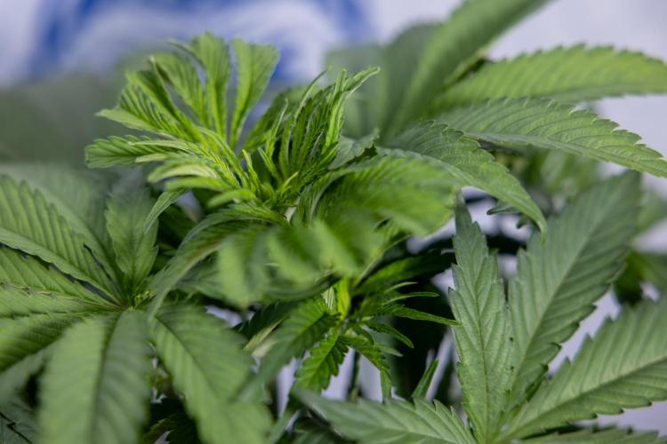 L.A. KUSH Cake #2 - Zamnesia x B&B. Week 4 - LA Kush Cake #2 - Just Fimming