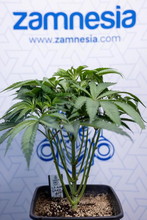 L.A. KUSH Cake #2 - Zamnesia x B&B. Week 4 - LA Kush Cake #2 - Just Fimming