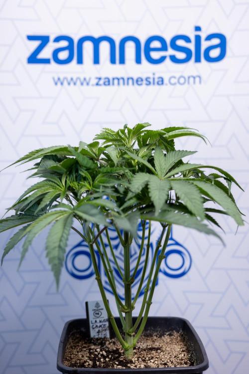 L.A. KUSH Cake #2 - Zamnesia x B&B. Week 4 - LA Kush Cake #2 - Just Fimming
