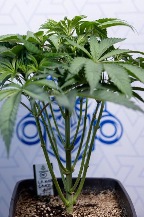 L.A. KUSH Cake #2 - Zamnesia x B&B. Week 4 - LA Kush Cake #2 - Just Fimming