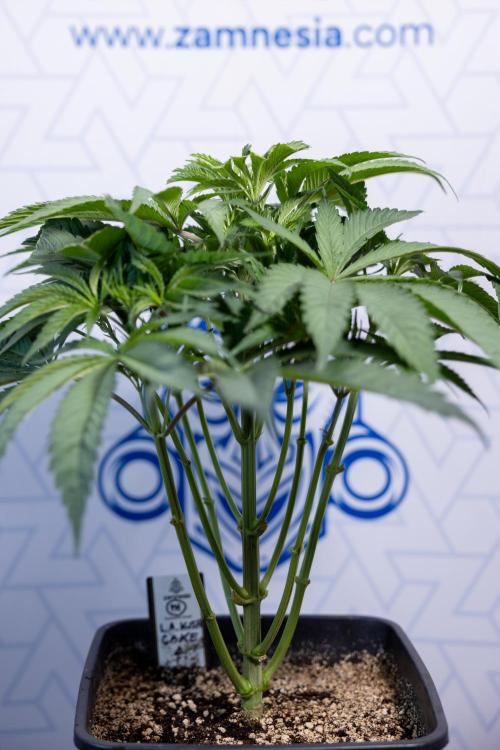 L.A. KUSH Cake #2 - Zamnesia x B&B. Week 4 - LA Kush Cake #2 - Just Fimming