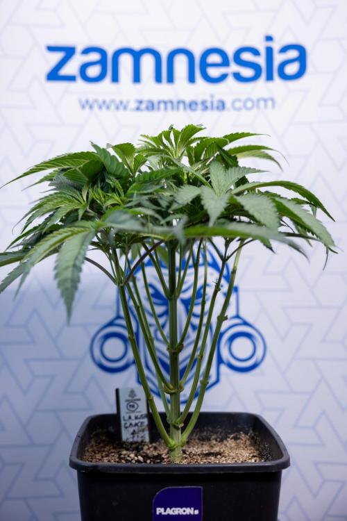 L.A. KUSH Cake #2 - Zamnesia x B&B. Week 4 - LA Kush Cake #2 - Just Fimming