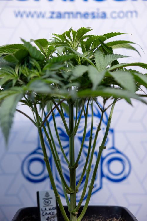 L.A. KUSH Cake #2 - Zamnesia x B&B. Week 4 - LA Kush Cake #2 - Just Fimming