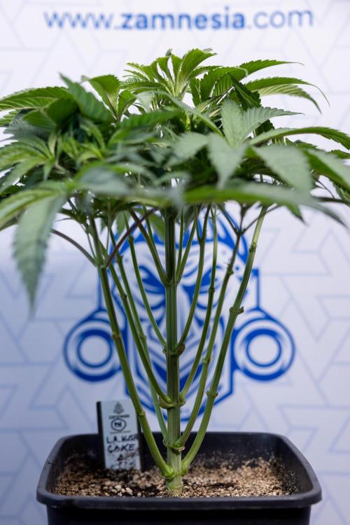 L.A. KUSH Cake #2 - Zamnesia x B&B. Week 4 - LA Kush Cake #2 - Just Fimming