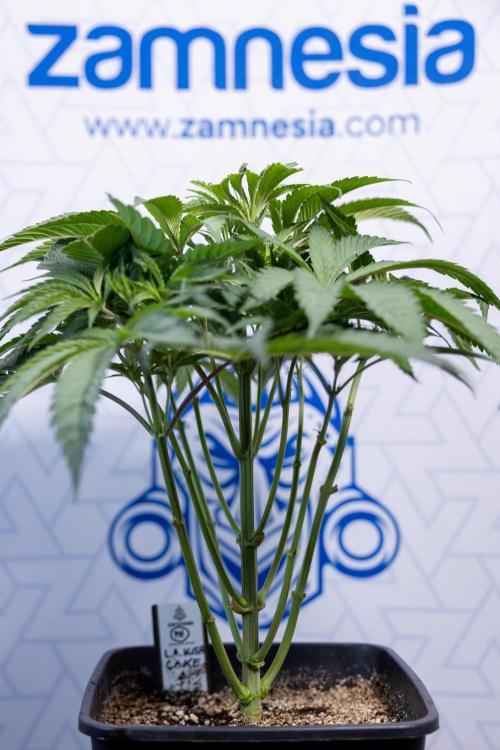 L.A. KUSH Cake #2 - Zamnesia x B&B. Week 4 - LA Kush Cake #2 - Just Fimming