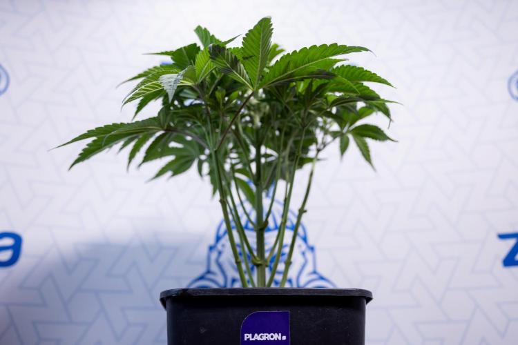 L.A. KUSH Cake #2 - Zamnesia x B&B. Week 4 - LA Kush Cake #2 - Just Fimming