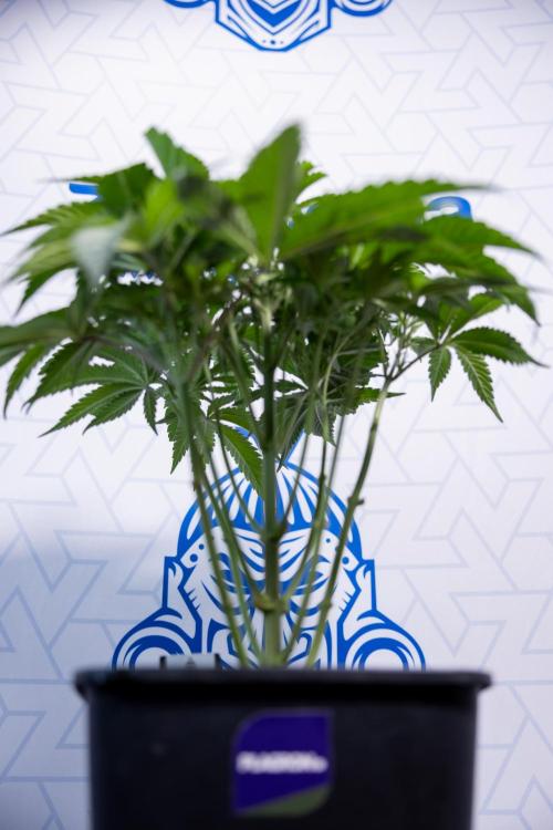 L.A. KUSH Cake #2 - Zamnesia x B&B. Week 4 - LA Kush Cake #2 - Just Fimming