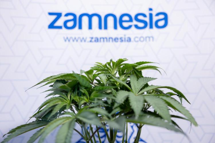 L.A. KUSH Cake #2 - Zamnesia x B&B. Week 4 - LA Kush Cake #2 - Just Fimming