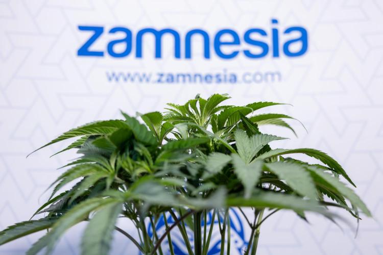 L.A. KUSH Cake #2 - Zamnesia x B&B. Week 4 - LA Kush Cake #2 - Just Fimming