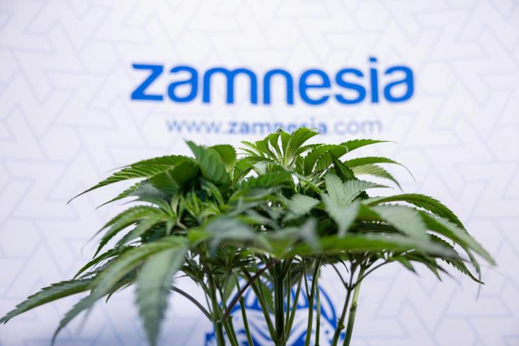 L.A. KUSH Cake #2 - Zamnesia x B&B. Week 4 - LA Kush Cake #2 - Just Fimming