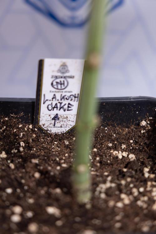 L.A. KUSH Cake #1 - Zamnesia x B&B. Week 4 - LA Kush Cake #1 - Topping