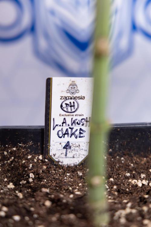 L.A. KUSH Cake #1 - Zamnesia x B&B. Week 4 - LA Kush Cake #1 - Topping