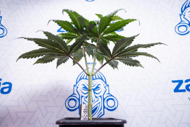 L.A. KUSH Cake #1 - Zamnesia x B&B. Week 4 - LA Kush Cake #1 - Topping