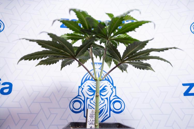 L.A. KUSH Cake #1 - Zamnesia x B&B. Week 4 - LA Kush Cake #1 - Topping