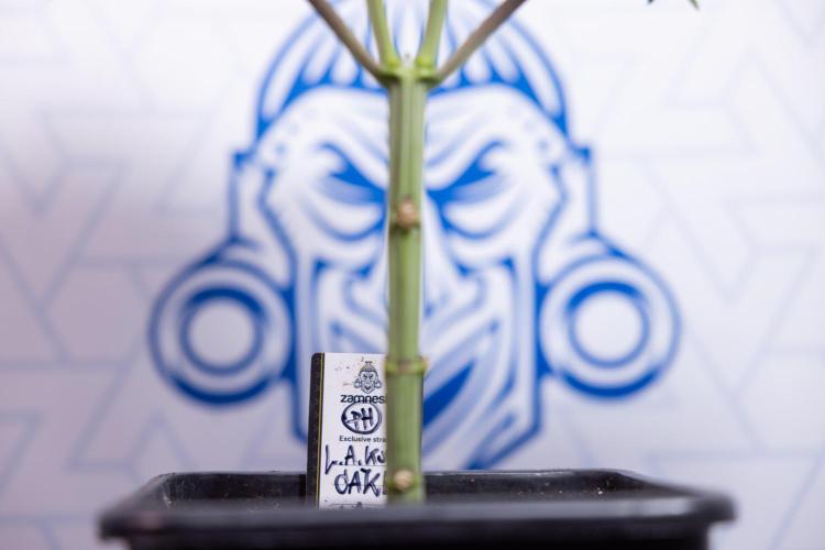 L.A. KUSH Cake #1 - Zamnesia x B&B. Week 4 - LA Kush Cake #1 - Topping