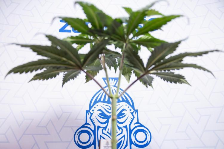 L.A. KUSH Cake #1 - Zamnesia x B&B. Week 4 - LA Kush Cake #1 - Topping