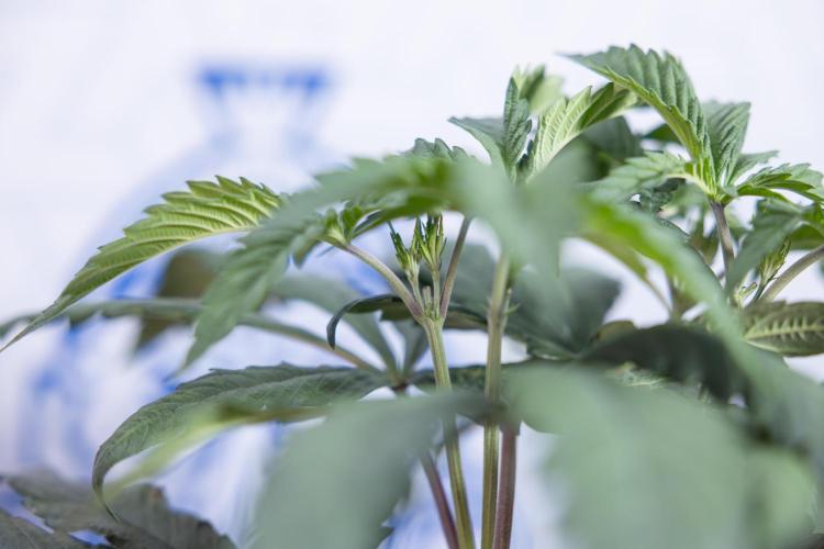 L.A. KUSH Cake #1 - Zamnesia x B&B. Week 4 - LA Kush Cake #1 - Topping