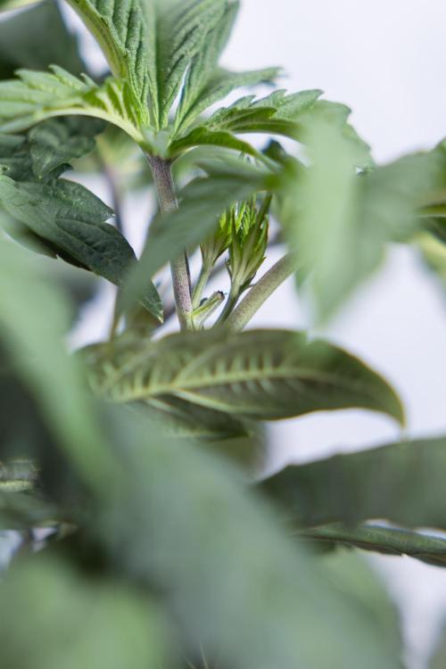 L.A. KUSH Cake #1 - Zamnesia x B&B. Week 4 - LA Kush Cake #1 - Topping