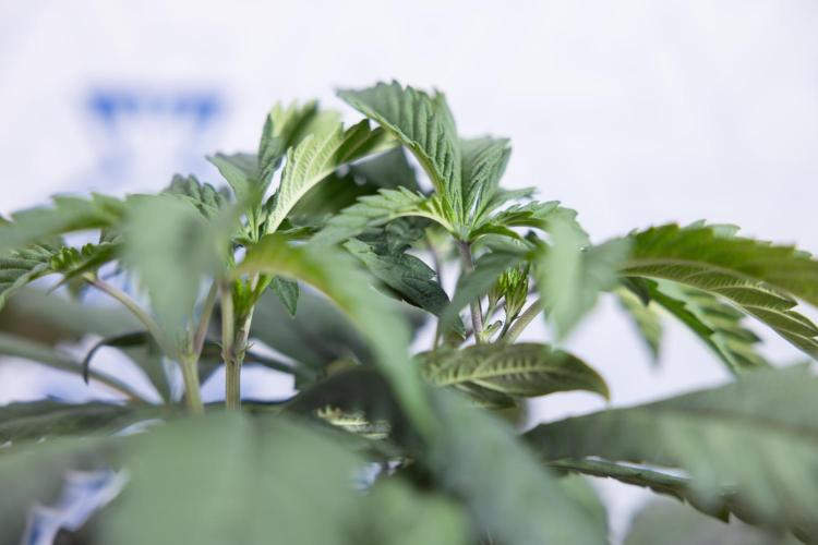 L.A. KUSH Cake #1 - Zamnesia x B&B. Week 4 - LA Kush Cake #1 - Topping