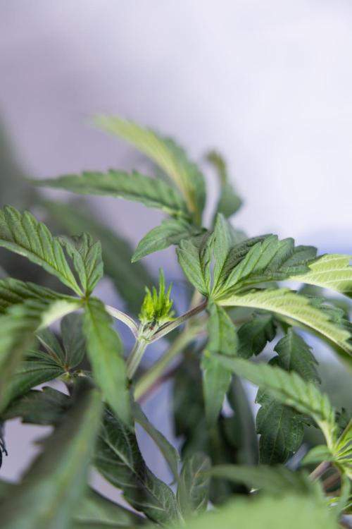 L.A. KUSH Cake #1 - Zamnesia x B&B. Week 4 - LA Kush Cake #1 - Topping