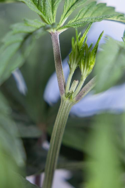 L.A. KUSH Cake #1 - Zamnesia x B&B. Week 4 - LA Kush Cake #1 - Topping