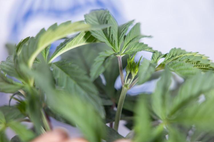 L.A. KUSH Cake #1 - Zamnesia x B&B. Week 4 - LA Kush Cake #1 - Topping