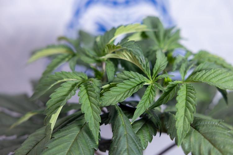 L.A. KUSH Cake #1 - Zamnesia x B&B. Week 4 - LA Kush Cake #1 - Topping