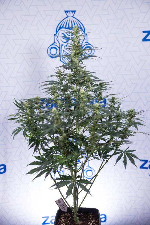 Tangerine Dream  Auto - Zamnesia x B&B. Week 7 - Tangerine Dream Automatic - Week 7 - Bloom - No Techniques