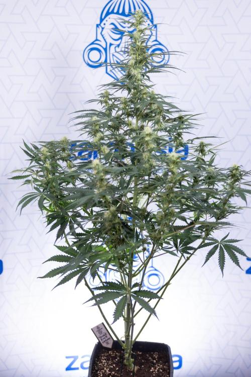 Tangerine Dream  Auto - Zamnesia x B&B. Week 7 - Tangerine Dream Automatic - Week 7 - Bloom - No Techniques